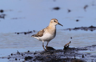 Little Stint  Smsnppa  (Calidris minuta)