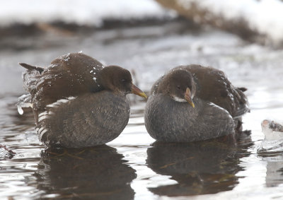 Common Moorhen  Rrhna  (Gallinula chloropus)