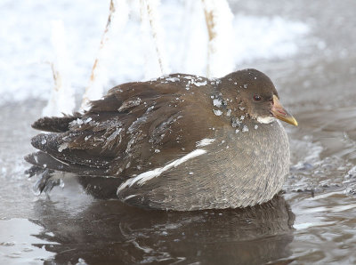 Common Moorhen  Rrhna  (Gallinula chloropus)