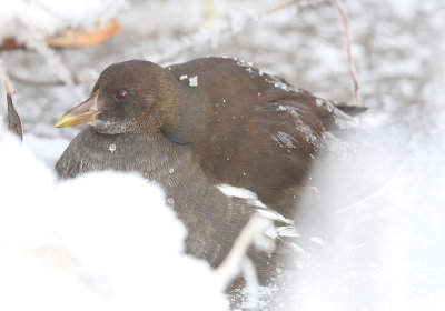 Common Moorhen  Rrhna  (Gallinula chloropus)