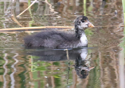 Eurasian Coot  Sothna  (Fulica atra)