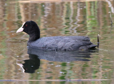 Eurasian Coot  Sothna  (Fulica atra)