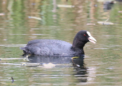 Eurasian Coot  Sothna  (Fulica atra)