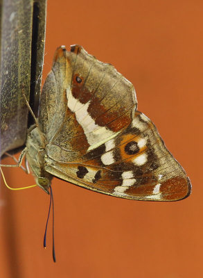 Purple Emperor  Slgskimmerfjril (Apatura iris)