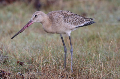 Black-tailed Godwit  Rdspov  (Limosa limosa)