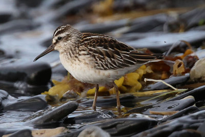 Broad-billed Sandpiper  Myrsnppa  (Limicola falcinellus)