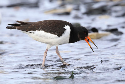 Eurasian Oystercatcher  Strandskata  (Haematopus ostralegus)