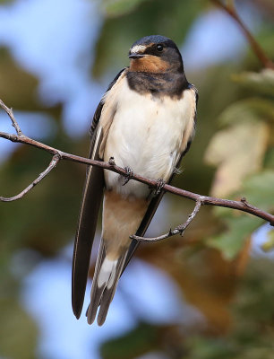 Barn Swallow  Ladusvala  (Hirundo rustica)