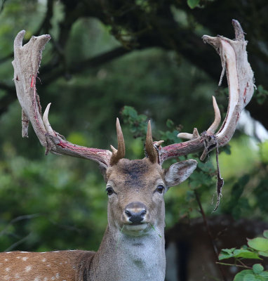 Fallow Deer  Dovhjort  (Dama dama)