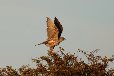 Gyrfalcon  Jaktfalk  (Falco rusticolus)