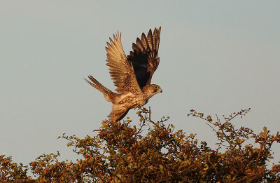 Gyrfalcon  Jaktfalk  (Falco rusticolus)