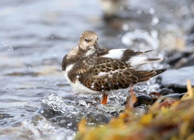 Ruddy Turnstone  Roskarl  (Arenaria interpres)