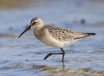 Curlew Sandpiper  Spovsnppa  (Calidris ferruginea)