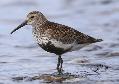 Dunlin  Krrsnppa  (Calidris alpina)