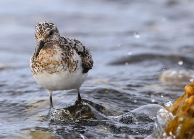 Sanderling  Sandlpare  (Calidris alba)