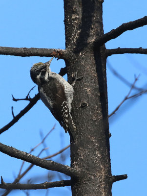 Three-toed Woodpecker Tretåig hackspett (Picoides tridactylus)