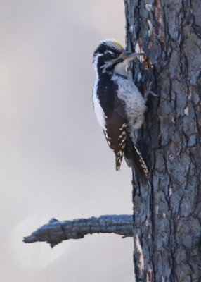 Three-toed Woodpecker Tretåig hackspett (Picoides tridactylus)