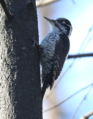 Three-toed Woodpecker  Tretig hackspett  (Picoides tridactylus)