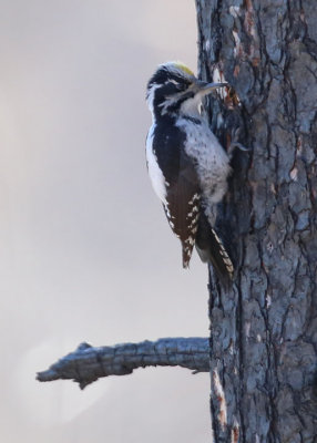Three-toed Woodpecker  Tretig hackspett  (Picoides tridactylus)