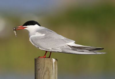 Common Tern  Fisktrna  (Sterna hirundo)