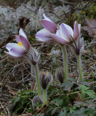 Mosippa  (Pulsatilla vernalis)