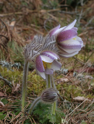 Mosippa  (Pulsatilla vernalis)