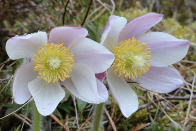 Mosippa  (Pulsatilla vernalis)
