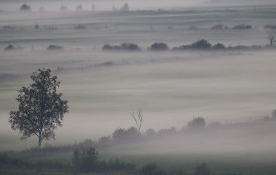 Fog over the marshes