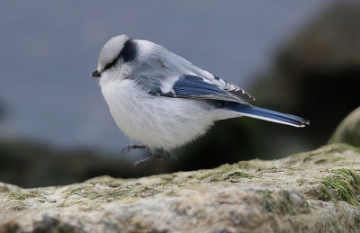 Azure Tit  Azurmes  (Cyanistes cyanus)