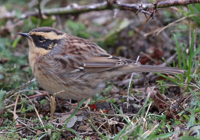 Siberian Accentor  Sibirisk jrnsparv  (Prunella montanella)