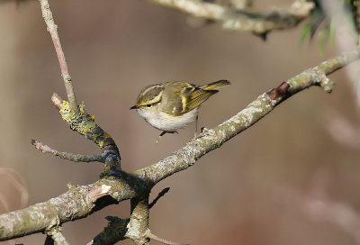 Pallas's Leaf Warbler   Kungsfgelsngare  (Phylloscopus proregulus)