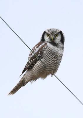 Northern Hawk Owl  Hkuggla  (Surnia ulula)