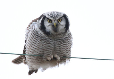 Northern Hawk Owl  Hkuggla  (Surnia ulula)