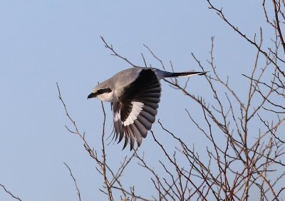 Great Grey Shrike  Varfgel  (Lanius excubitor)