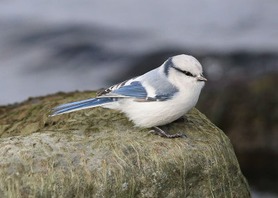 Azure Tit  Azurmes  (Cyanistes cyanus)