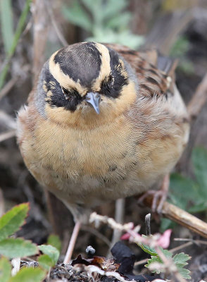 Siberian Accentor Sibirisk järnsparv (Prunella montanella)