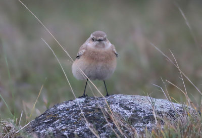 Desert Wheatear  kenstenskvtta  ( Oenanthe deserti)