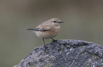 Desert Wheatear Ökenstenskvätta ( Oenanthe deserti)