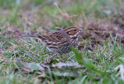 Little Bunting Dvärgsparv (Emberiza pusilla)