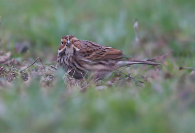 Little Bunting  Dvrgsparv  (Emberiza pusilla)