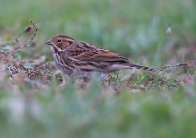 Little Bunting  Dvrgsparv  (Emberiza pusilla)