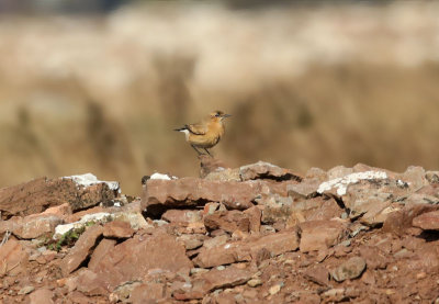 Isabelline Wheatear  Isabellastenskvtta   (Oenanthe isabellina)