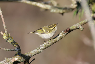 Pallas's Leaf Warbler   Kungsfgelsngare  (Phylloscopus proregulus)