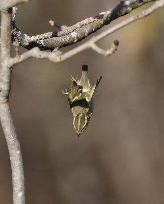 Pallas's Leaf Warbler   Kungsfgelsngare  (Phylloscopus proregulus)