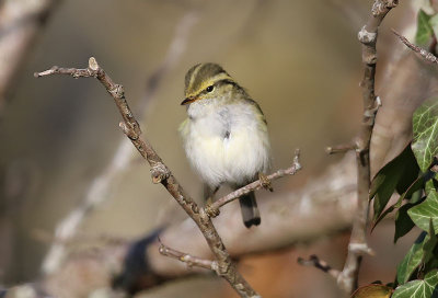 Pallas's Leaf Warbler   Kungsfgelsngare  (Phylloscopus proregulus)