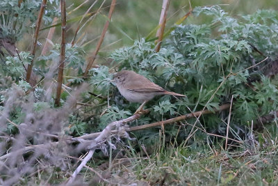 Desert Warbler  kensngare  (Sylvia nana)