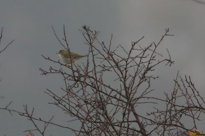 Arctic Warbler  Nordsngare  (Phylloscopus borealis)