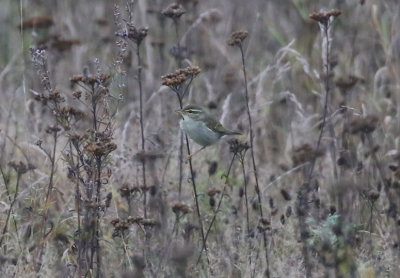 Rare birds in Sweden