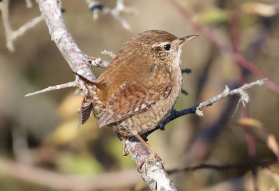 Eurasian Wren  Grdsmyg  (Troglodytes troglodytes)