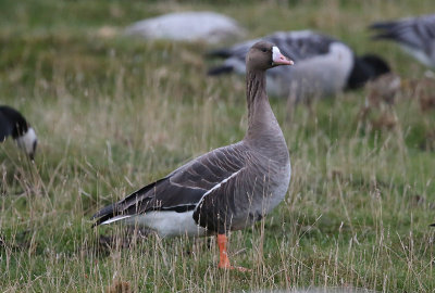 Greater White-fronted Goose  Blsgs  (Anser albifrons)